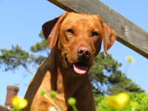 head and shoulders of a ox red labrador looking through a fence